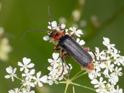 Cantharis rustica.jpg
